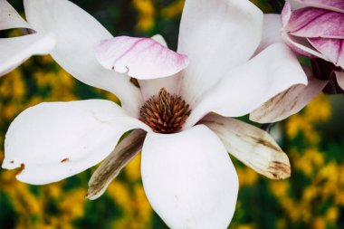 Hollanda'nın renkleri