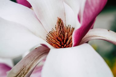 Hollanda'nın renkleri