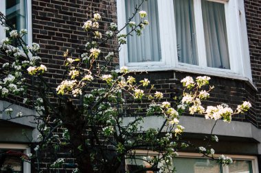 Hollanda'nın renkleri