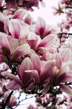 Hollanda'nın renkleri