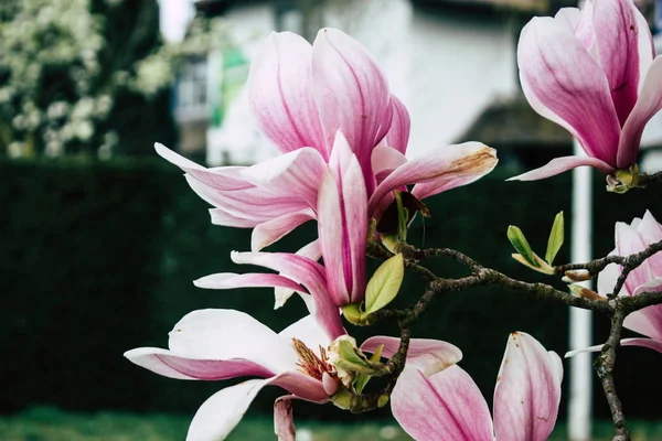 Colors of Netherlands — Stock Photo, Image