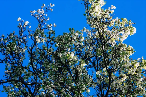 Colors of Netherlands — Stock Photo, Image