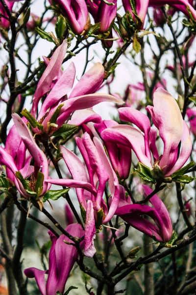 Kleuren van Nederland — Stockfoto