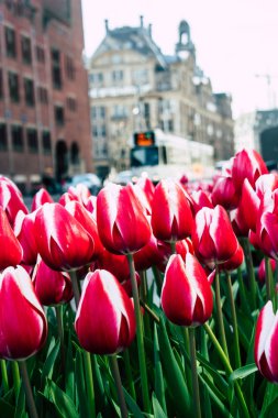 Hollanda'nın renkleri