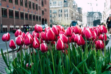 Hollanda'nın renkleri