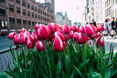 Hollanda'nın renkleri