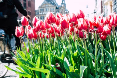 Hollanda'nın renkleri