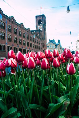 Hollanda'nın renkleri