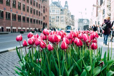 Hollanda'nın renkleri