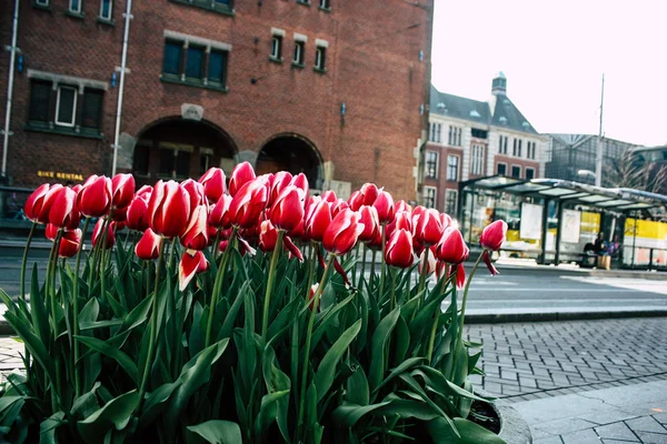 Kleuren van Nederland — Stockfoto