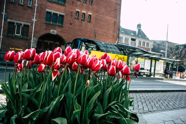 Kleuren van Nederland — Stockfoto