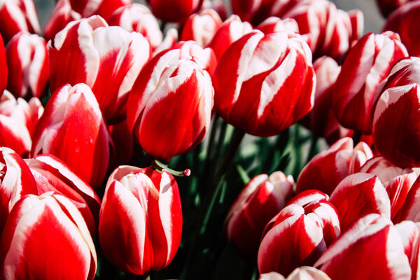 Цвета Нидерландов
