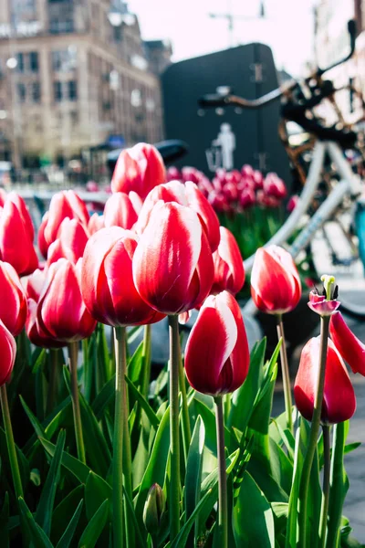 Farben der Niederlande — Stockfoto