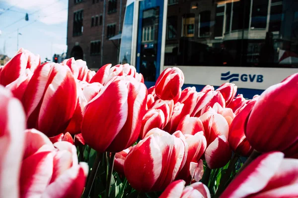 Farben der Niederlande — Stockfoto