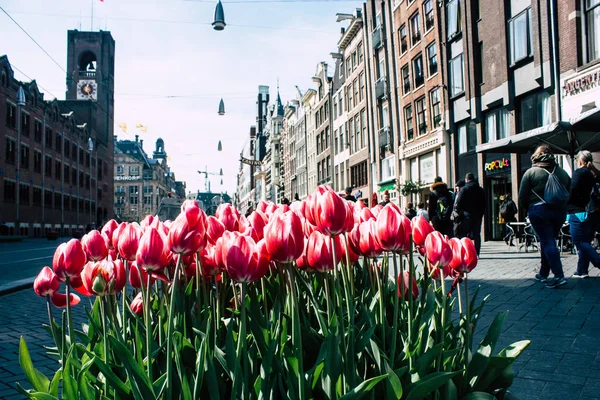 Kleuren van Nederland — Stockfoto