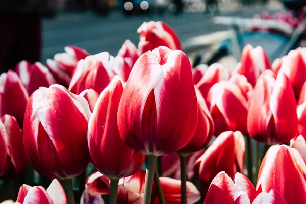 Farben der Niederlande — Stockfoto