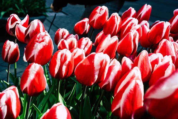 Farben der Niederlande — Stockfoto