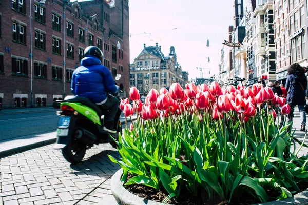 Цвета Нидерландов — стоковое фото