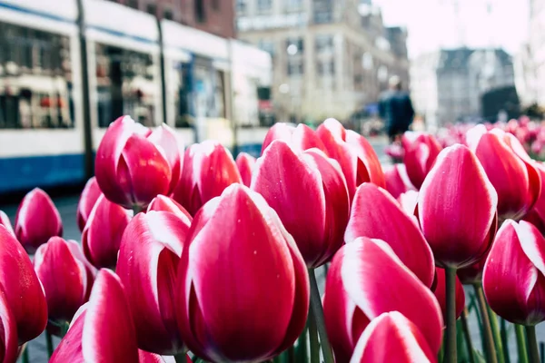 Farben der Niederlande — Stockfoto