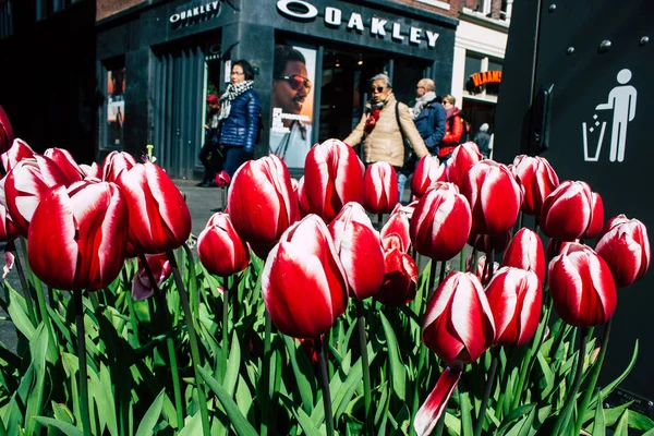 Farben der Niederlande — Stockfoto