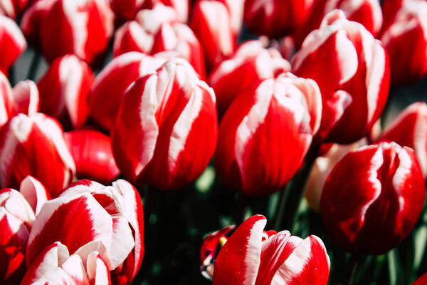 Цвета Нидерландов
