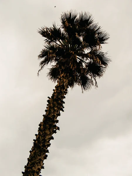 Kleuren van Israël — Stockfoto