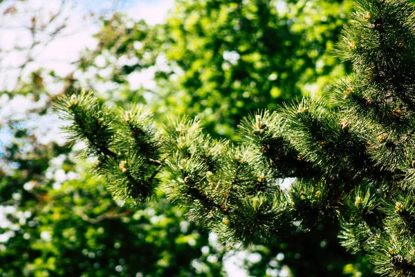 Natur in Frankreich — Stockfoto