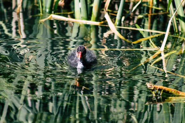 Natur in Frankreich — Stockfoto