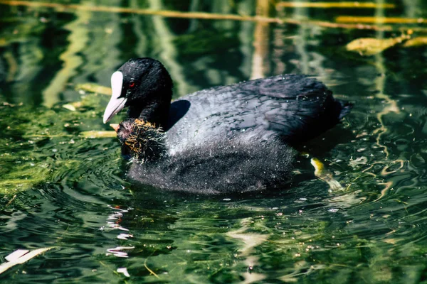 La nature en France — Photo