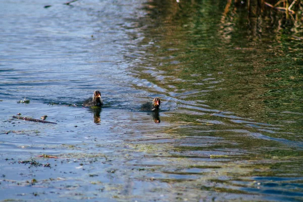 Nature in France