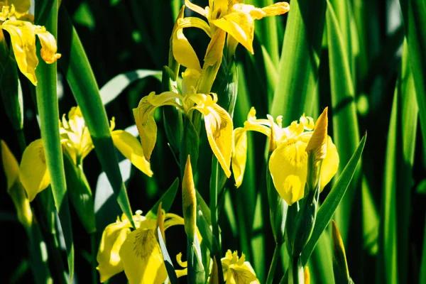 Natur in Frankreich — Stockfoto