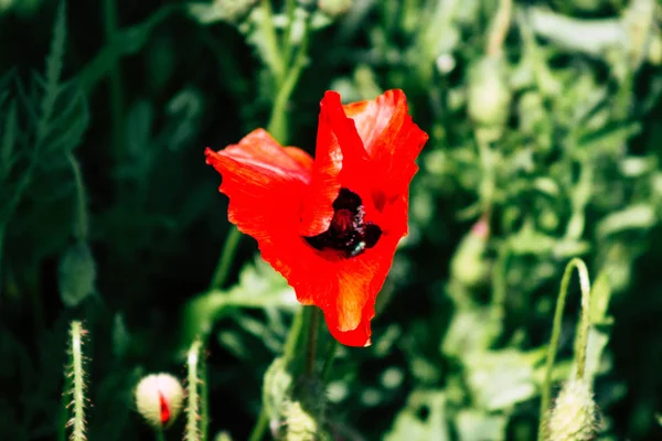 Nature in France — Stock Photo, Image