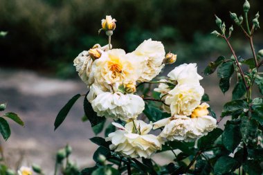 Fransa'nın renkleri