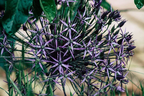 Cores da França — Fotografia de Stock