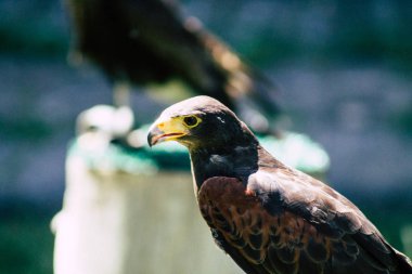 Fransa'nın renkleri