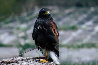 Fransa'nın renkleri