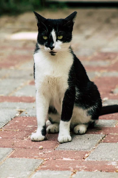 İsrail 'in Renkleri