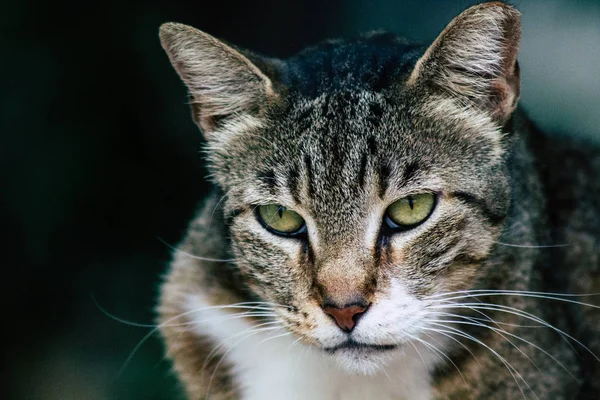 İsrail 'in Renkleri