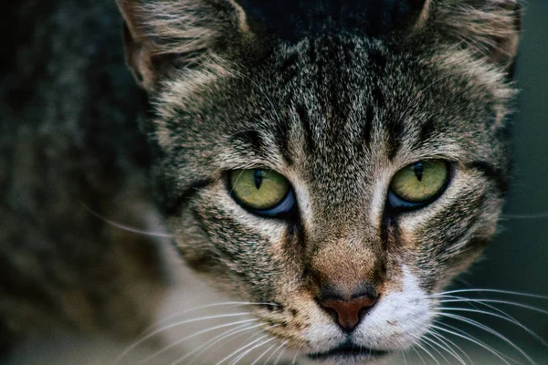 İsrail 'in Renkleri