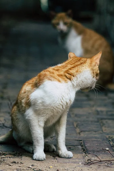 İsrail 'in Renkleri