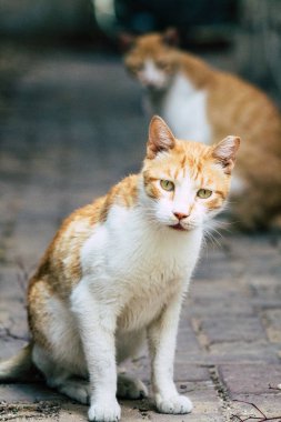 İsrail 'in Renkleri