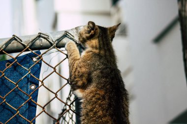 İsrail 'in Renkleri