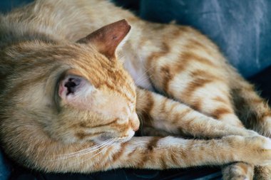 İsrail 'in Renkleri