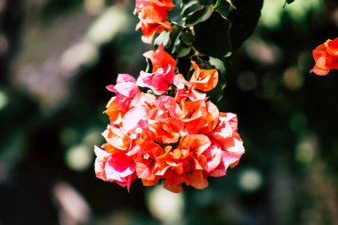 İsrail 'in Renkleri