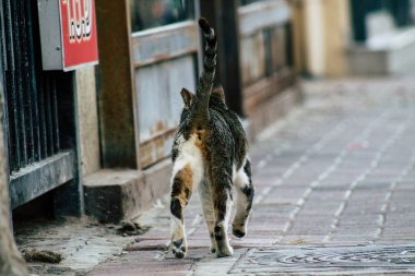 İsrail 'in Renkleri