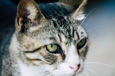 İsrail 'in Renkleri