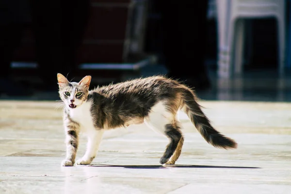 이스라엘의 색깔 — 스톡 사진