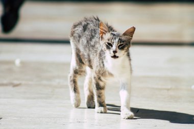 İsrail 'in Renkleri