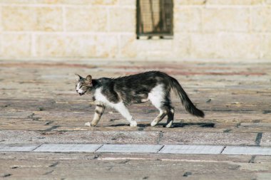 İsrail 'in Renkleri