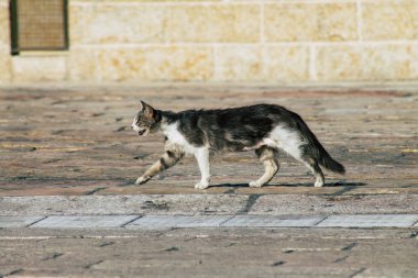 İsrail 'in Renkleri